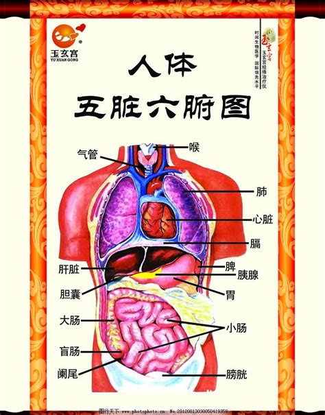 五臟位置|人体器官分五脏六腑器官分布图，清晰大图看各个内脏的位置分布。